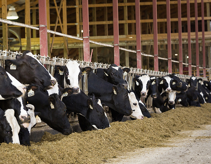 智慧牧場(chǎng)飼草(cǎo)料解決方案