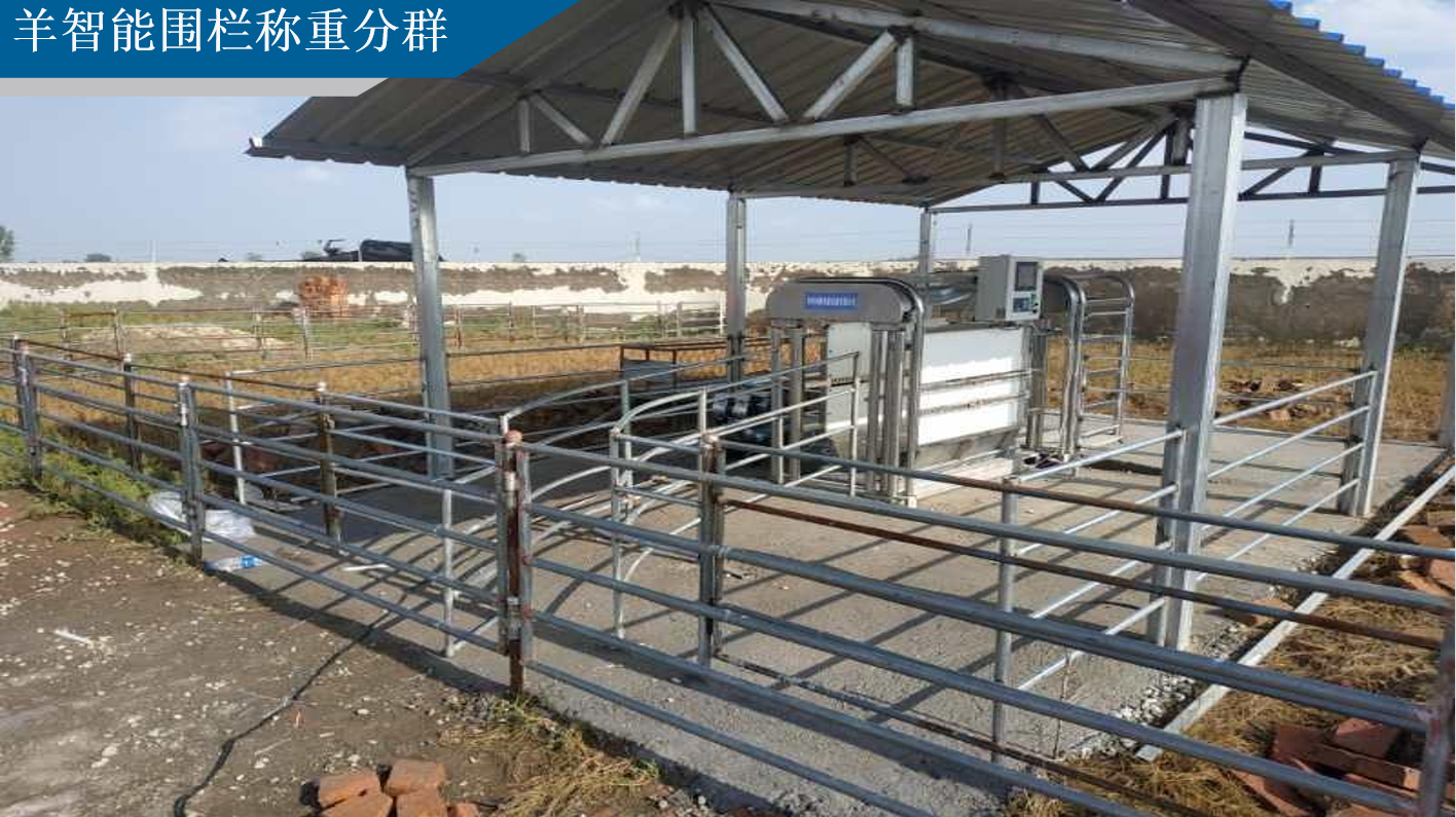 羊智能(néng)圍欄稱重分(fēn)群系統方案